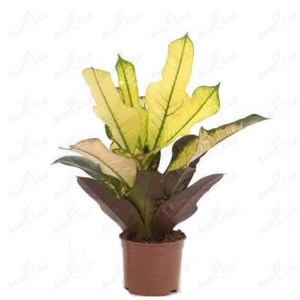 Кодиеум Вилма 40 см.